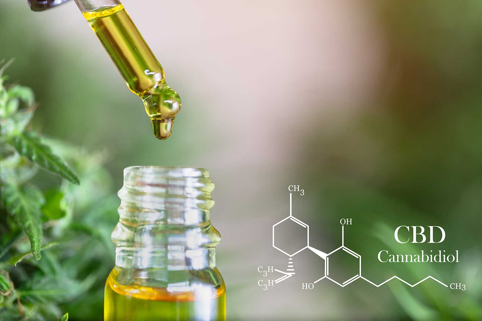 Using CBD hemp oil for health Using CBD hemp oil for health