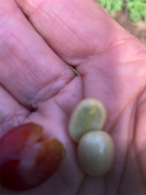 Costa Rican coffee beans, straight off the plant