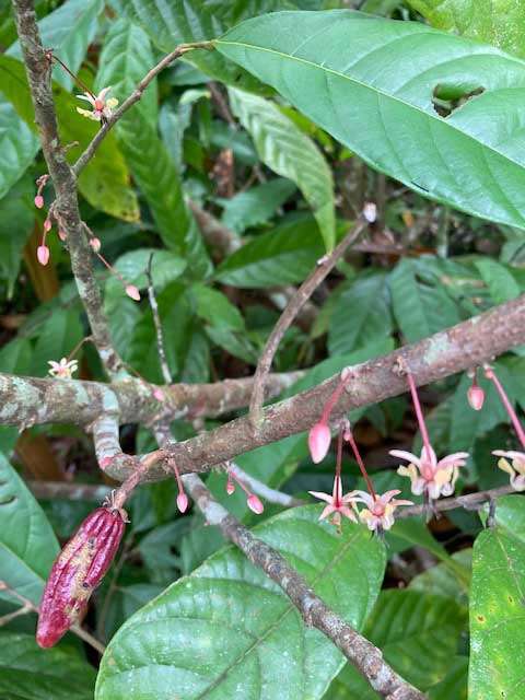 Costa Rican coffee beans, straight off the plant