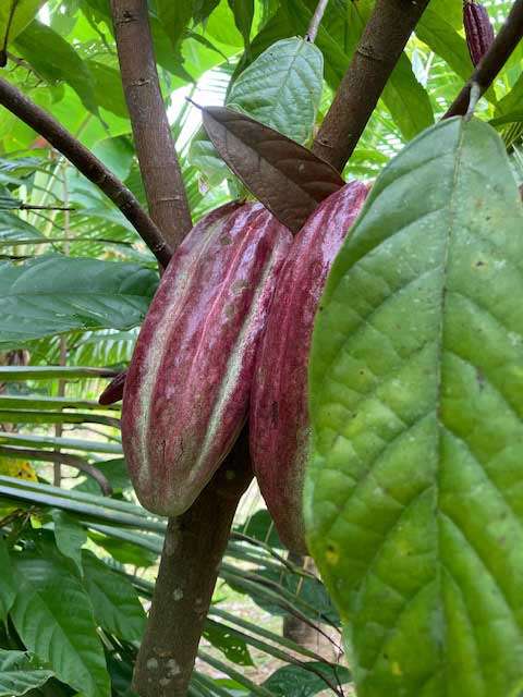 Costa Rican coffee beans, straight off the plant
