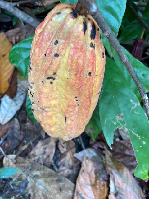 Costa Rican coffee bush, in a family garden