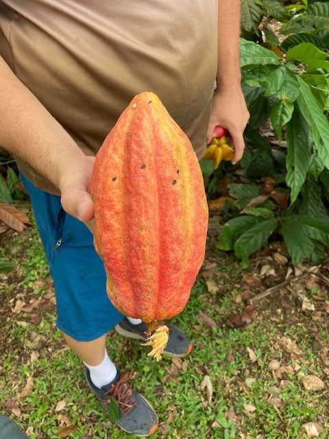 Costa Rican coffee beans, straight off the plant