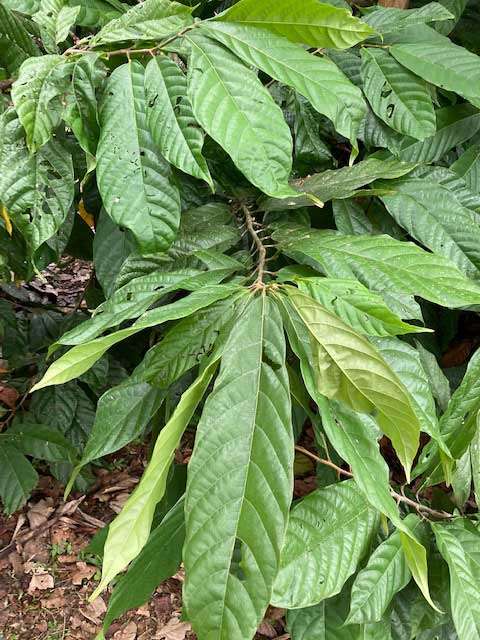 Costa Rican coffee bush, in a family garden