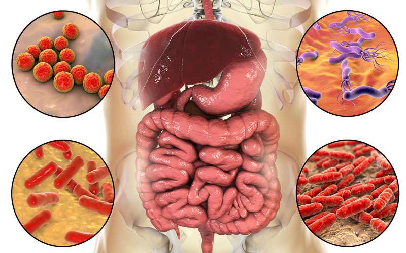 The gut microbiome explained