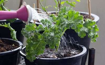 Kale – ‘King of Superfoods’