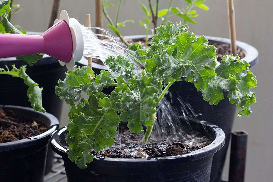 Growing superfood kale in tubs